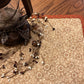 Primitive Farmhouse Autumn Crow Table Topper Item #1928